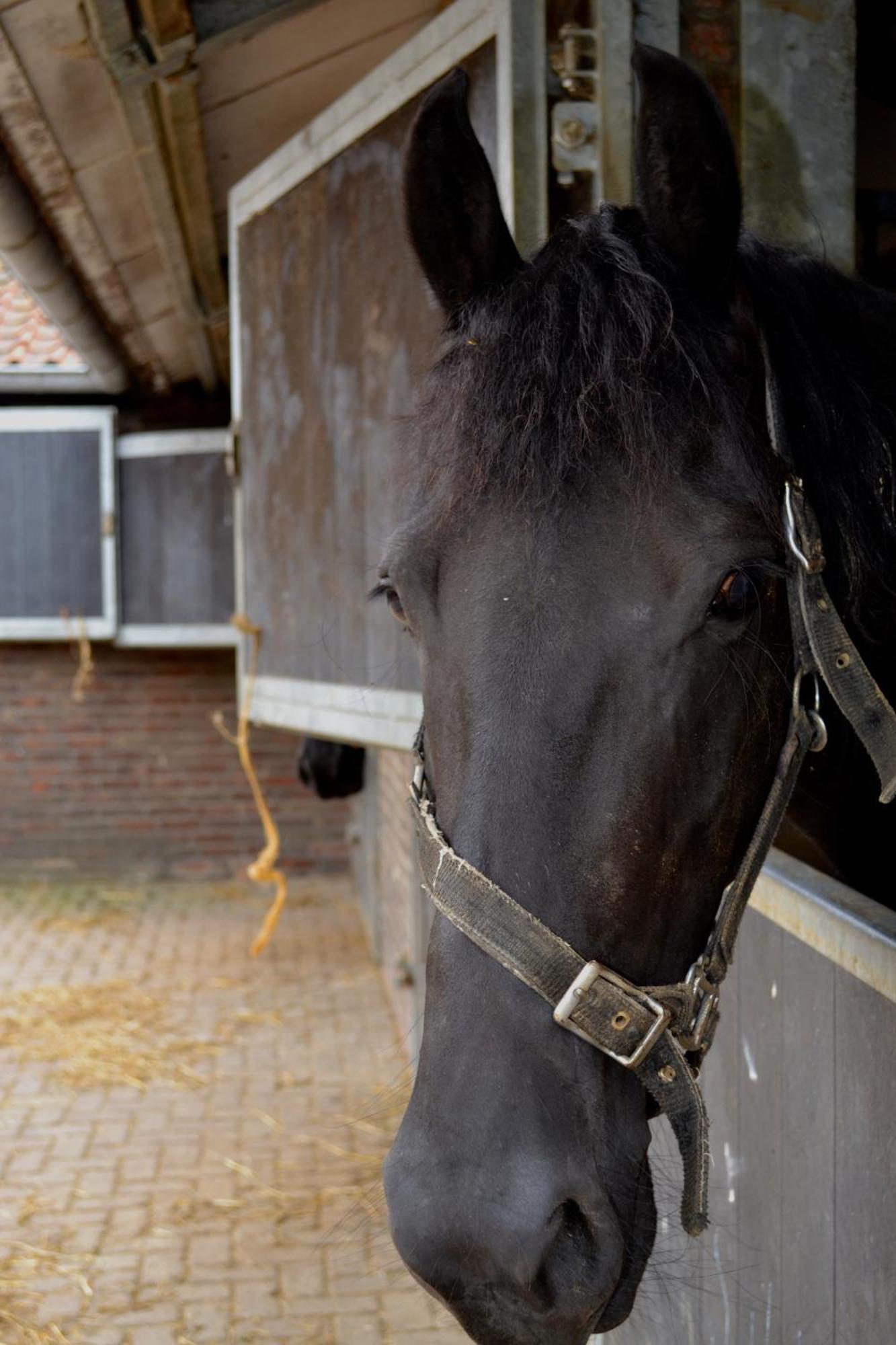 De Moolt Vakantiewoningen Eckelrade 外观 照片